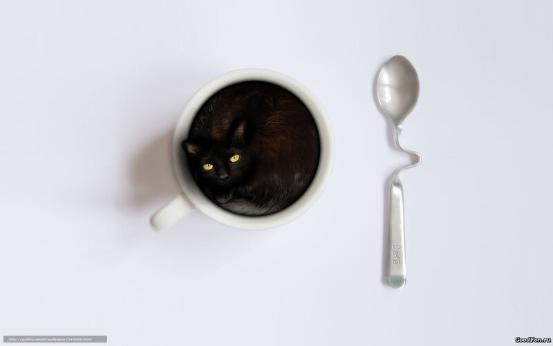 Black cat in a cup