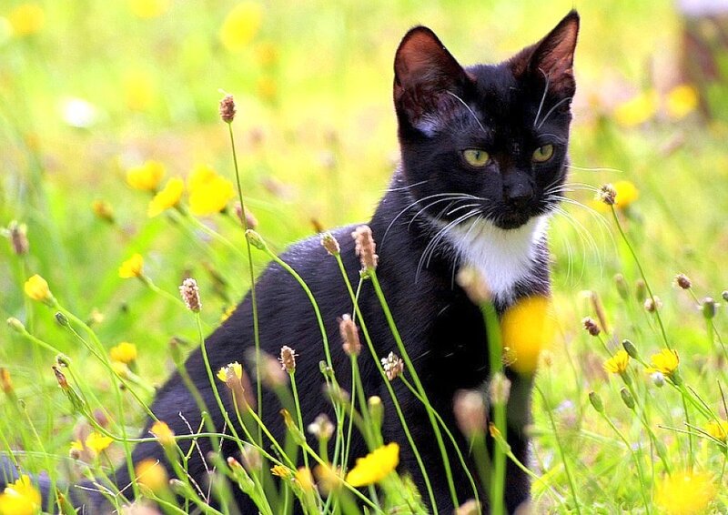 black cat in a field of flowers