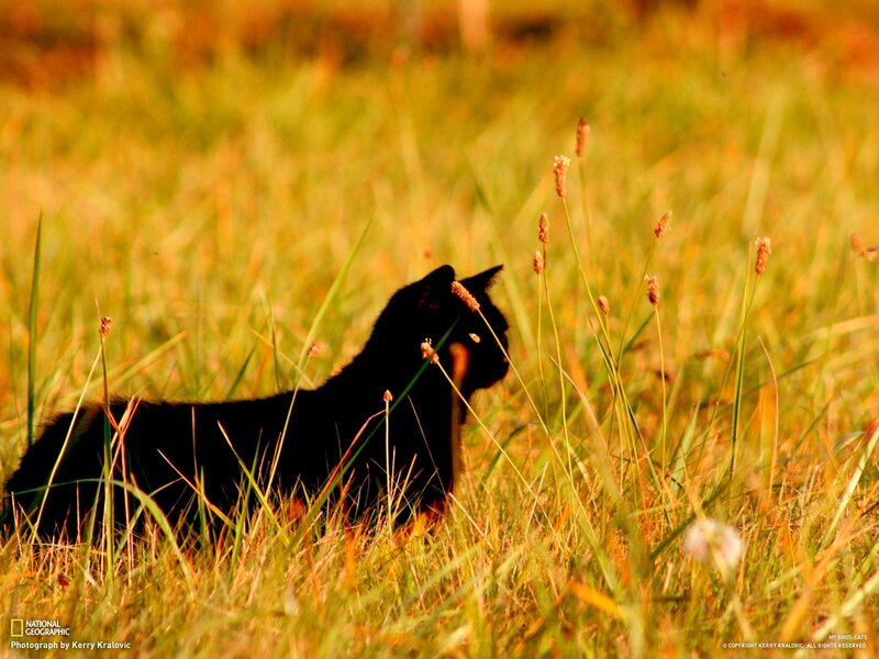 Black cat in a grassy field