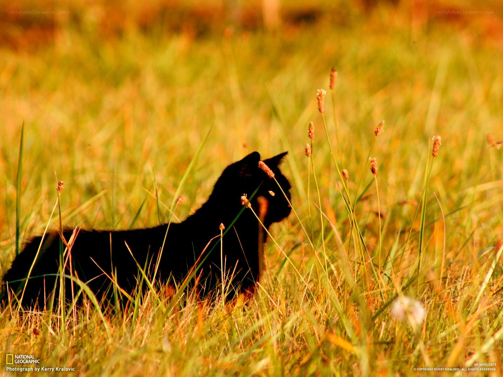 Black cat in a grassy field