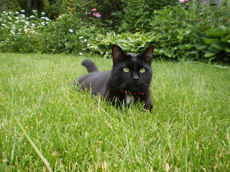 Black cat in a grassy garden