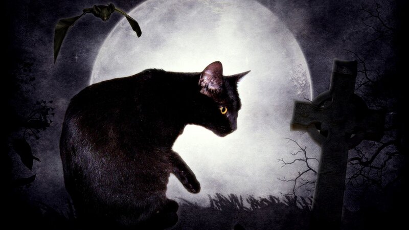 black cat in a graveyard