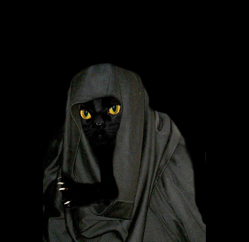black cat in a hood
