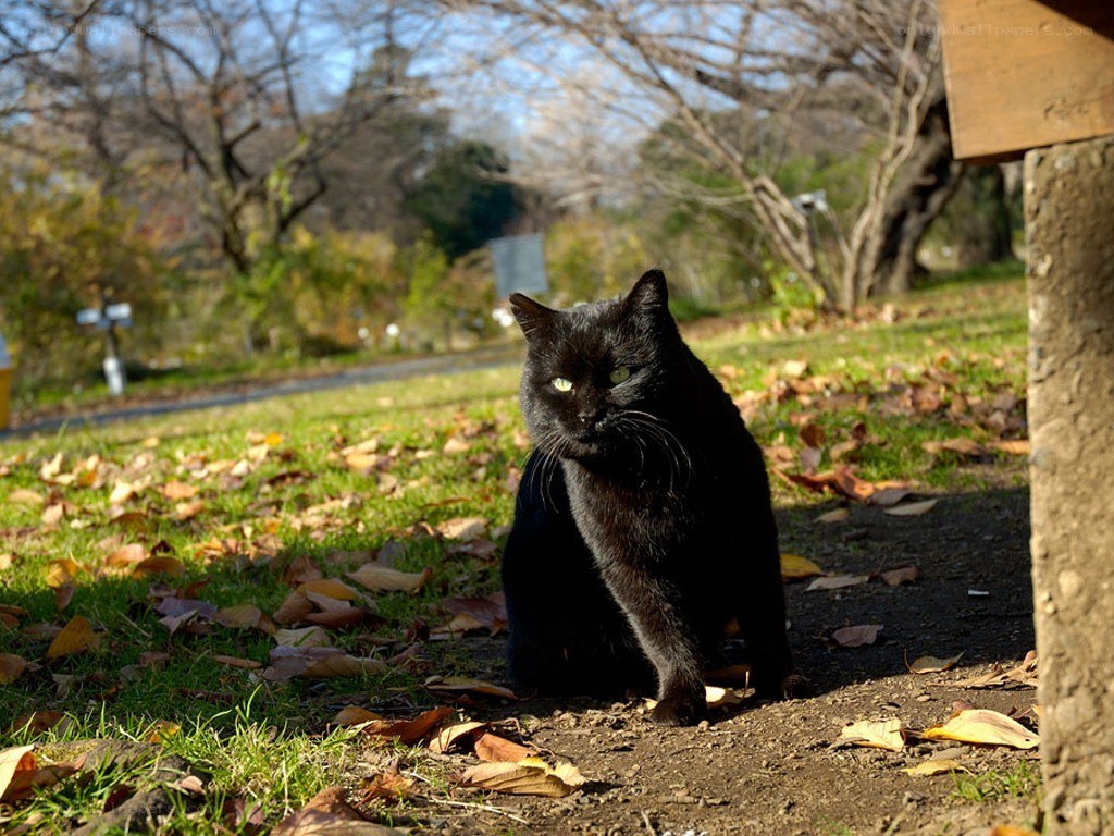 Black cat in a park