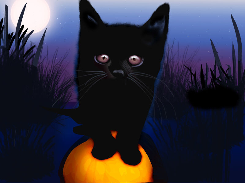 black cat in a pumpkin