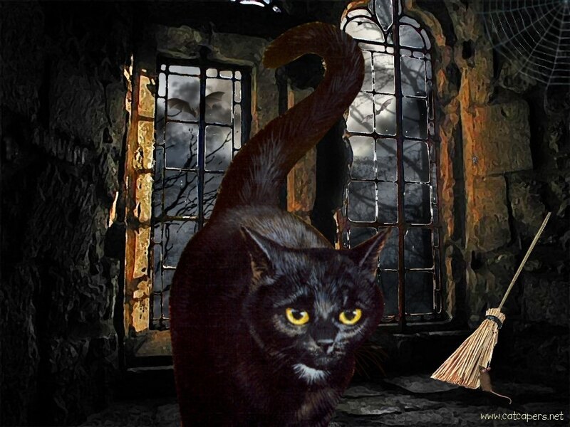 Black Cat in a Room