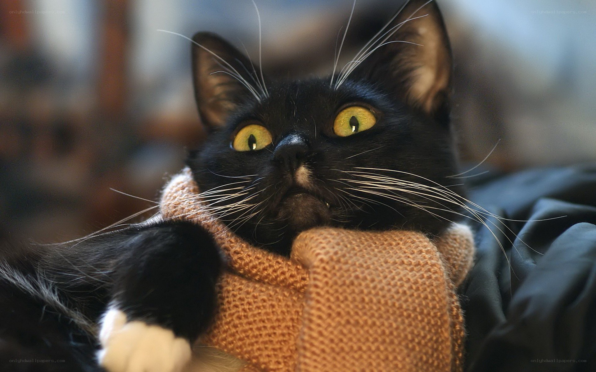 black cat in a sweater