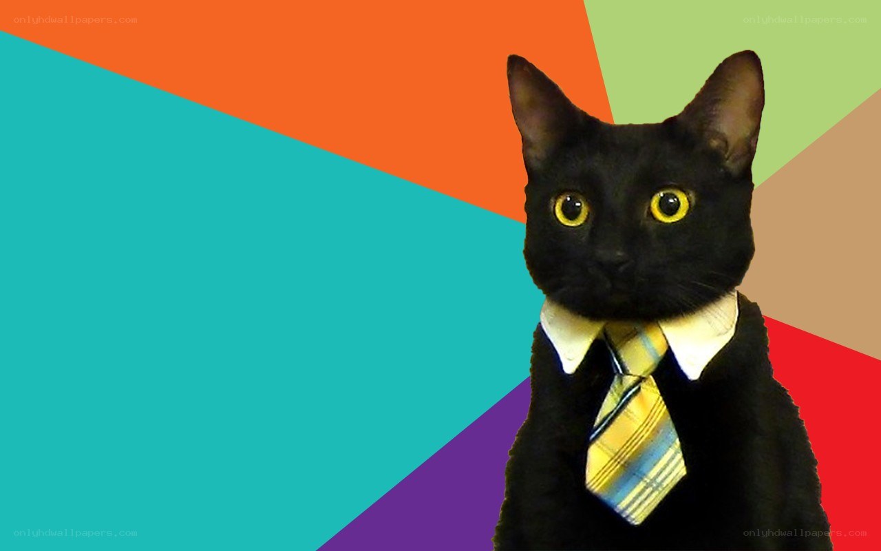 black cat in a tie