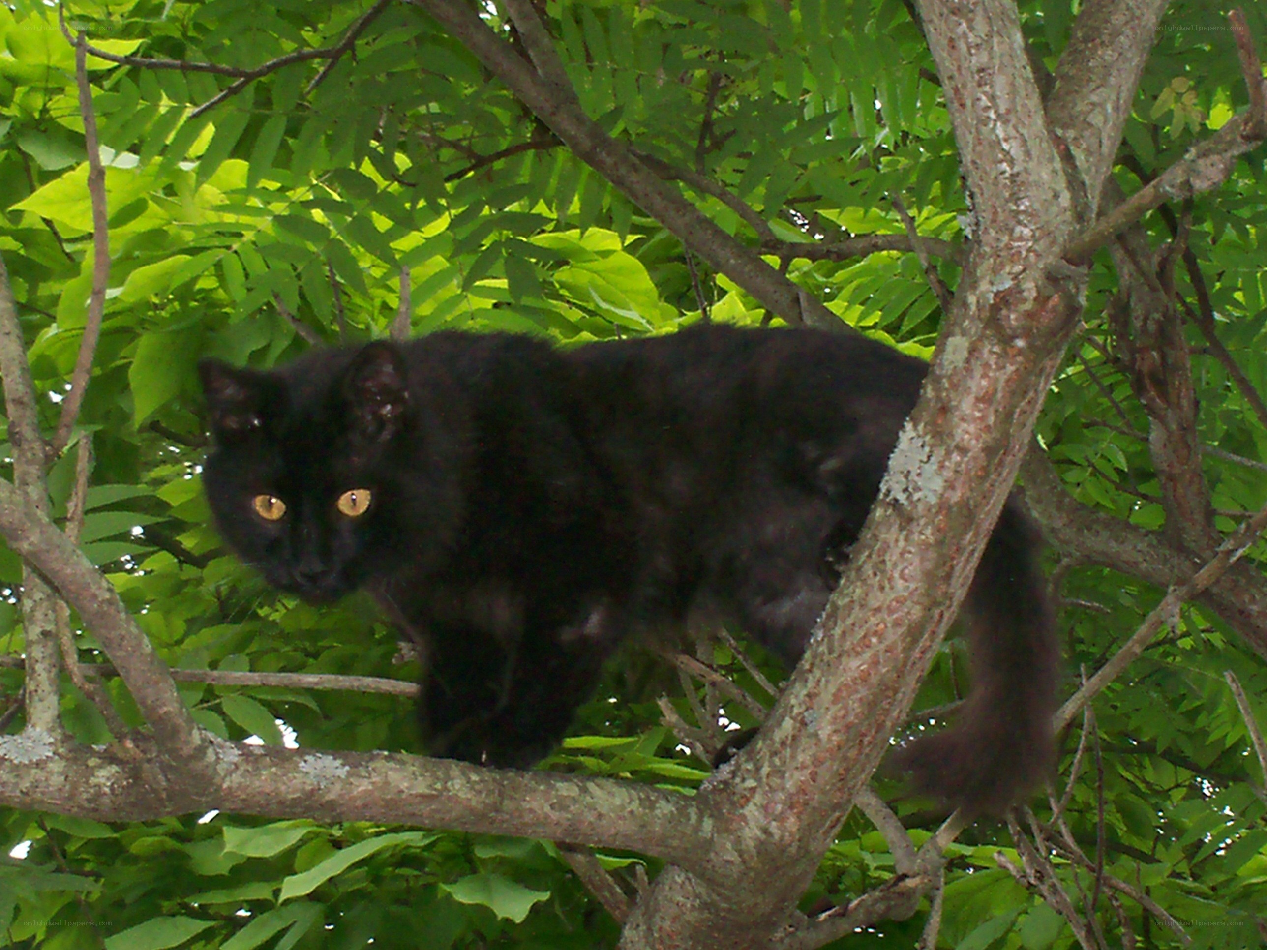 Black cat in a tree
