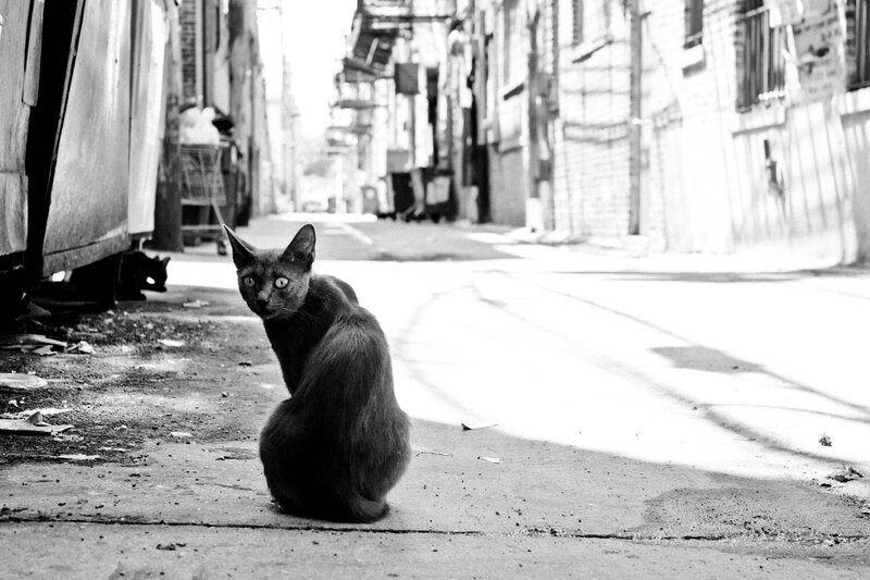 Black Cat in Alley — Dramatic, Afternoon