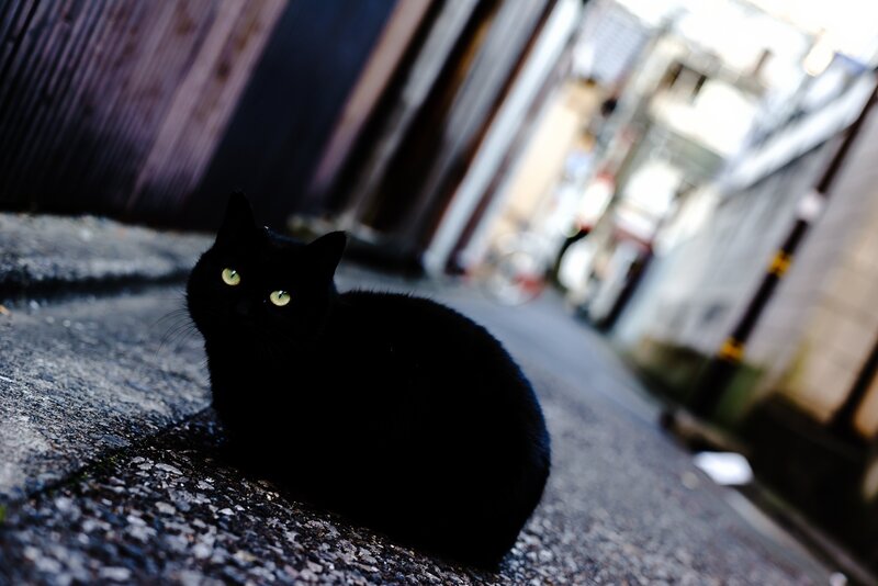 Black Cat in Alley — Dramatic