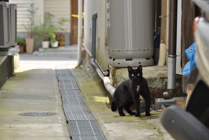 black cat in alleyway