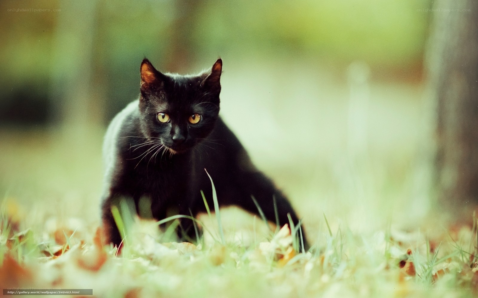 Black cat in autumn forest
