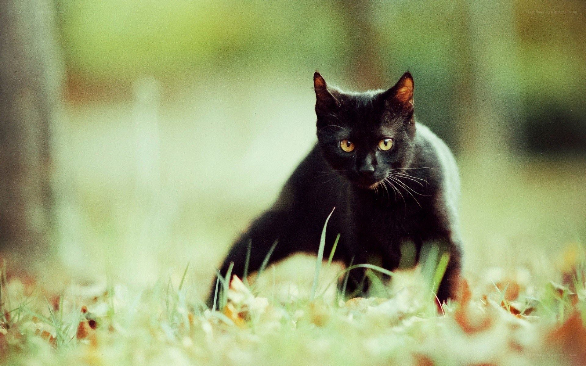 black cat in autumn grass