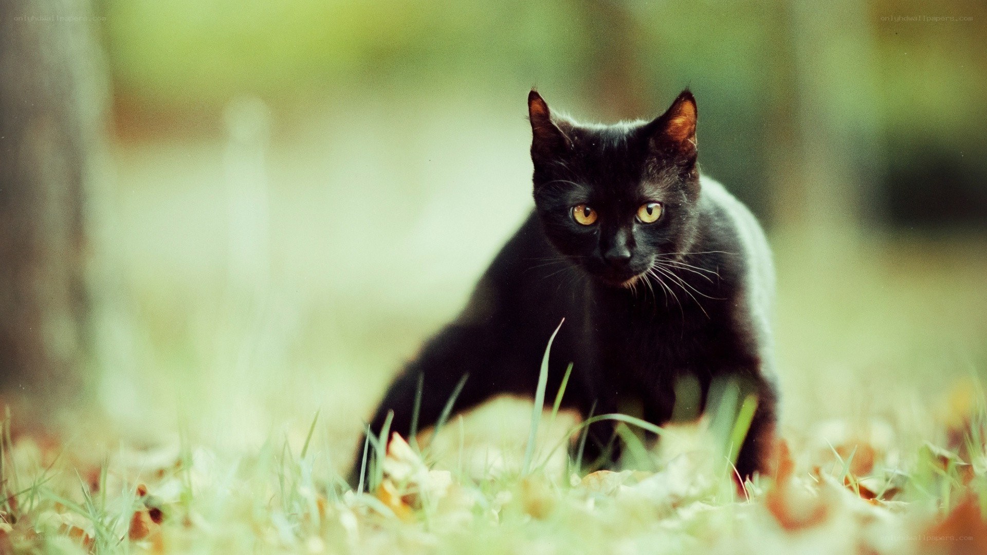 black cat in autumn grass