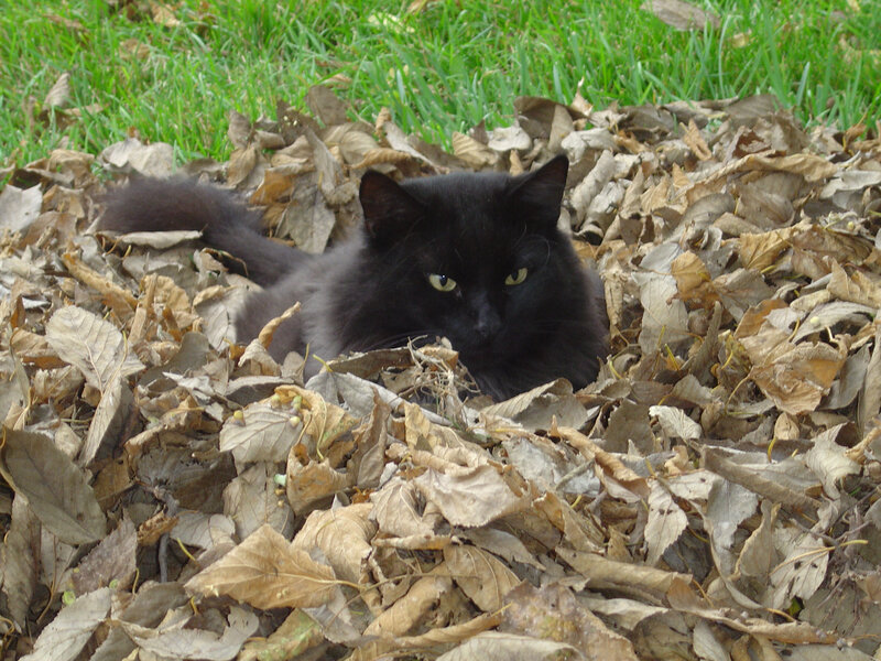 Black cat in autumn leaves