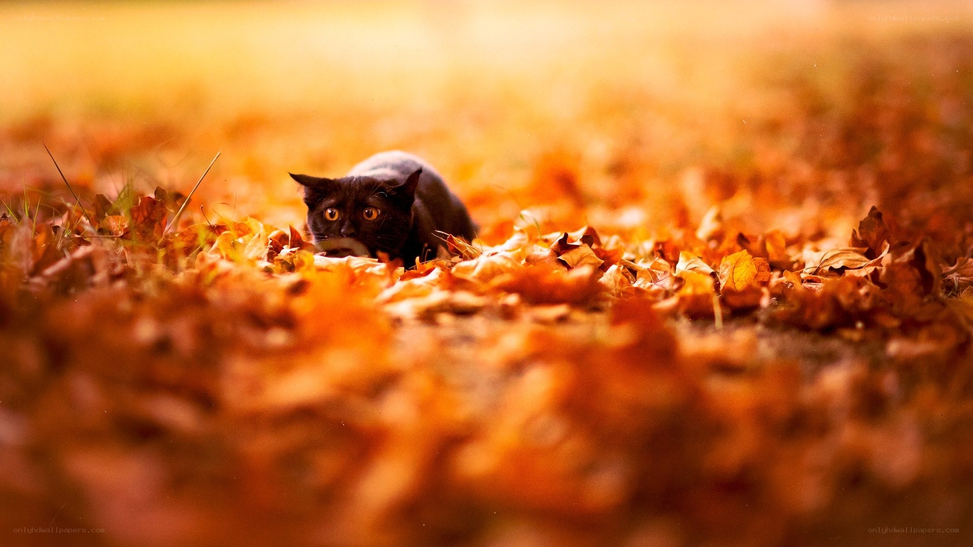 Black cat in autumn leaves