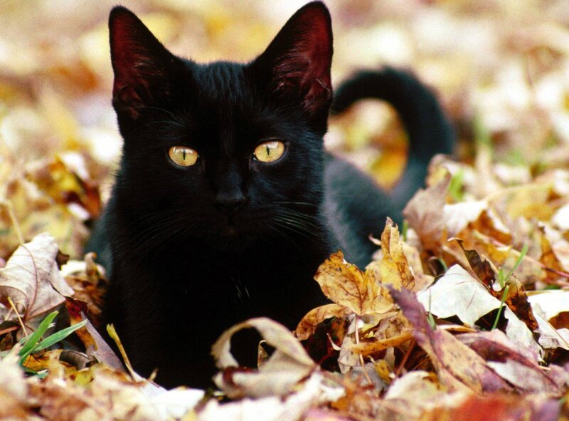 black cat in autumn leaves