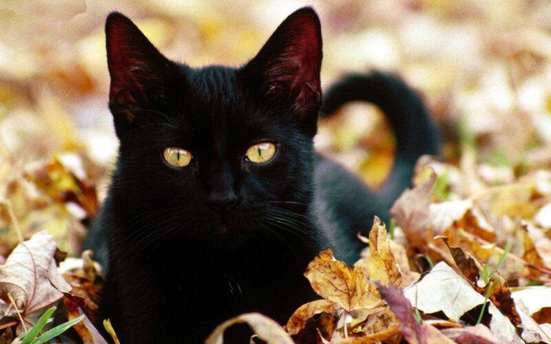 black cat in autumn leaves