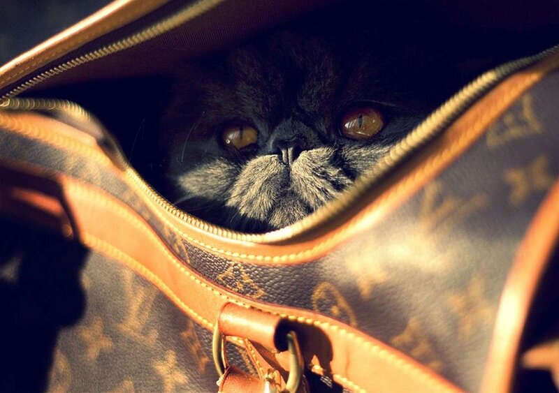 Black Cat in Bag — Brown