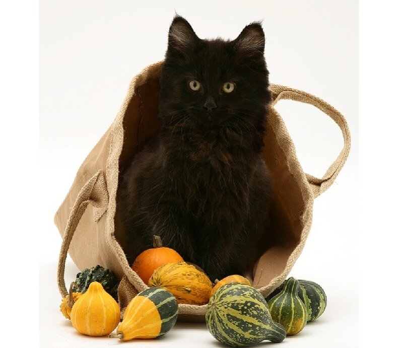 Black Cat in Bag — Calm, Autumn