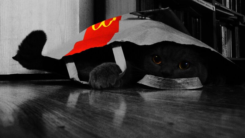 Black Cat in Bag — Dramatic, Photograph