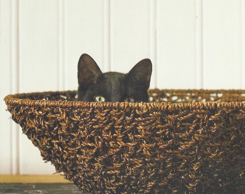 Black Cat in Basket — Brown