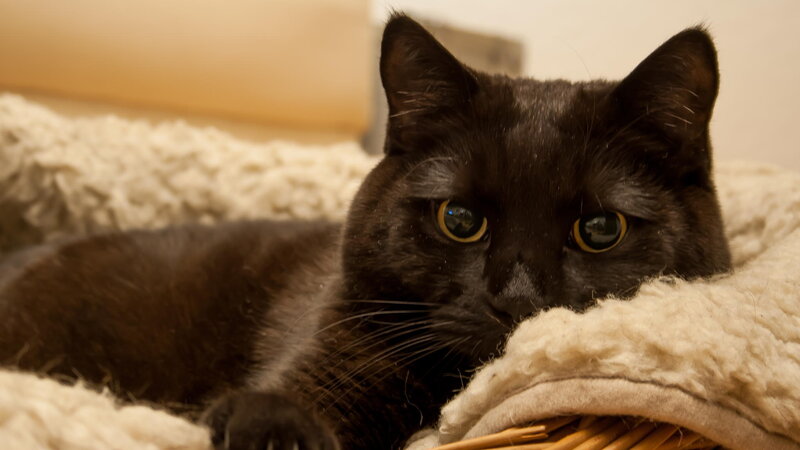 Black Cat in Basket — Calm