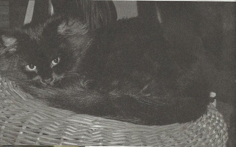 Black Cat in Basket
