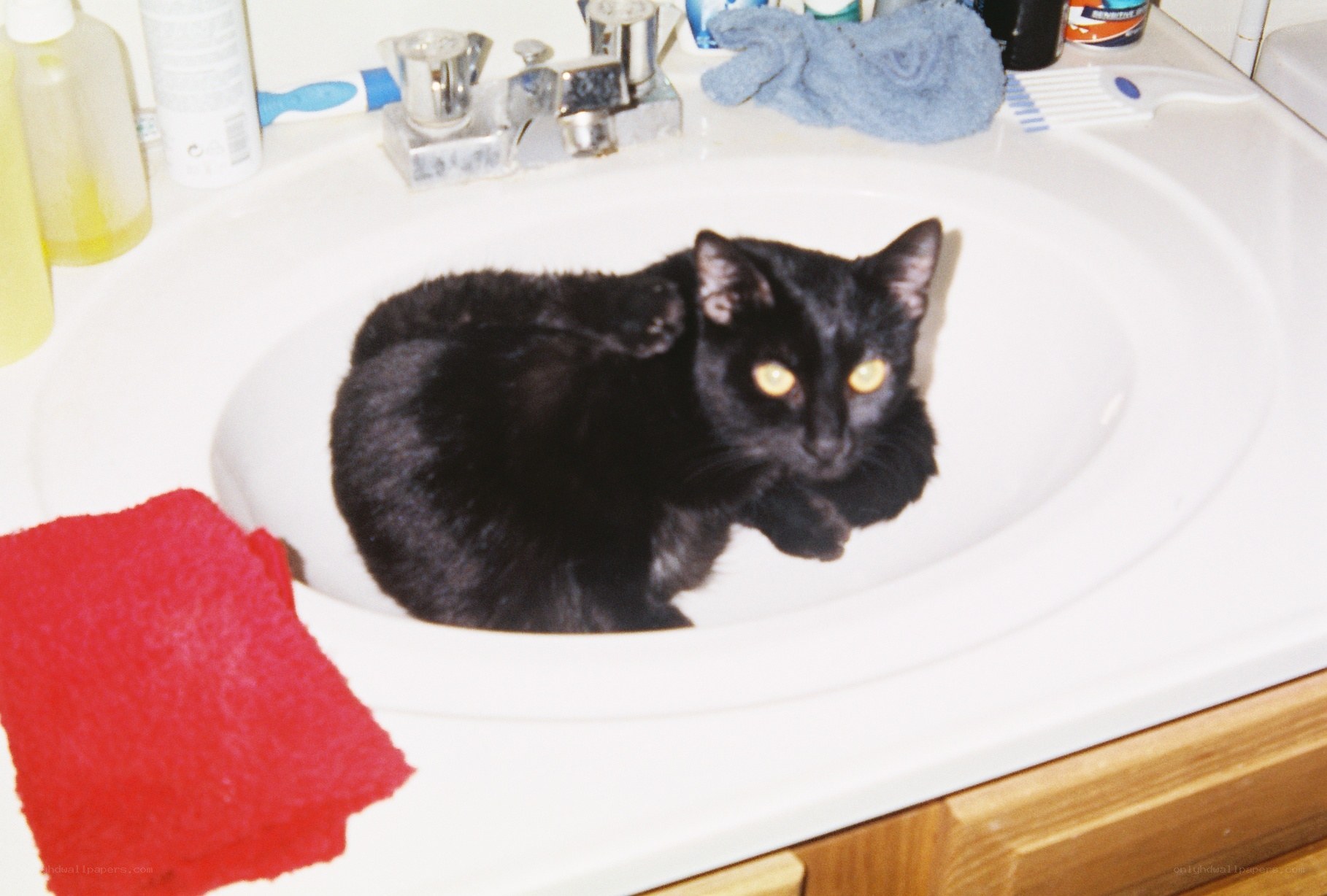 Black cat in bathroom sink