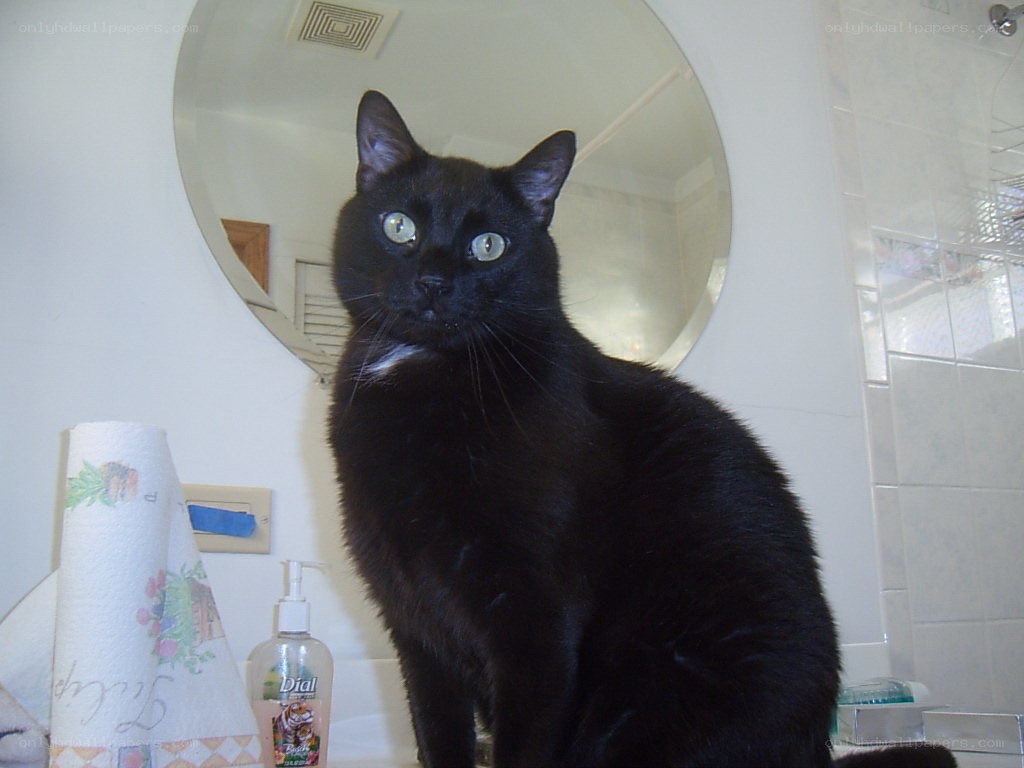 black cat in bathroom