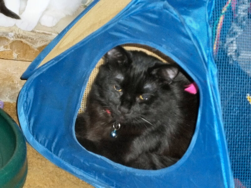 Black Cat in Blue Tent