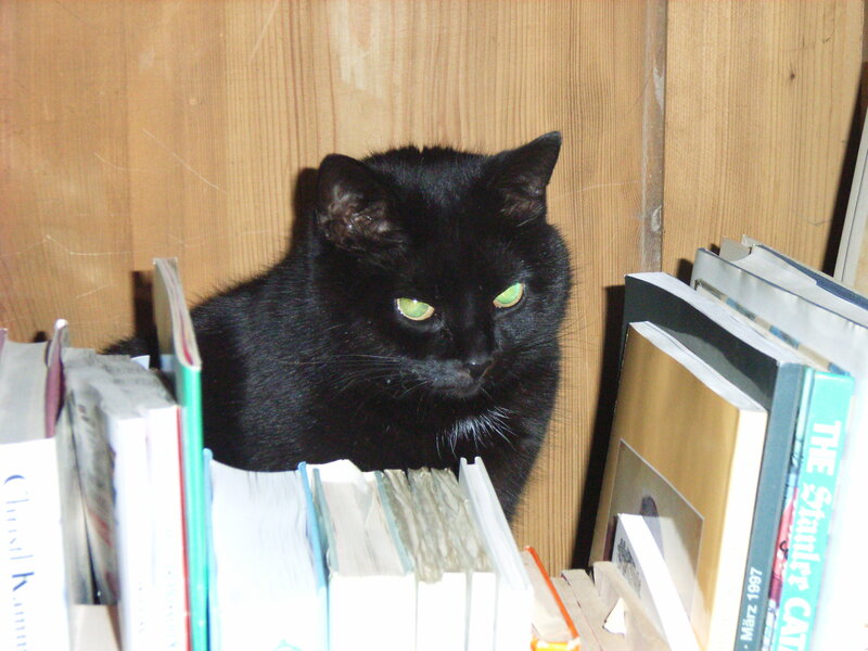 black cat in bookshelf