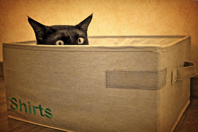 Black Cat in Box — Brown