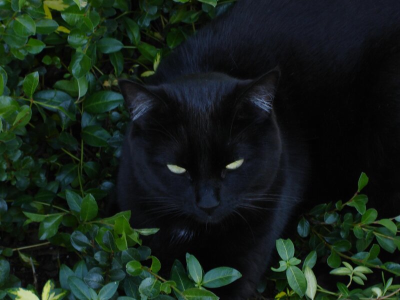Black Cat in Bushes
