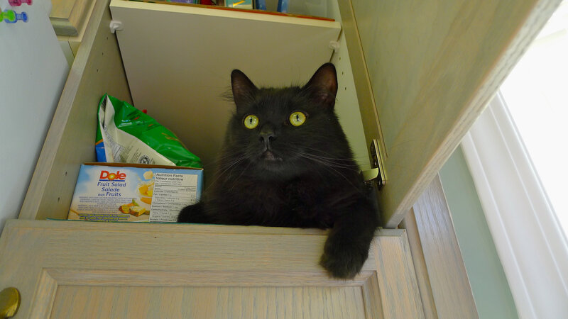 Black Cat in Cabinet