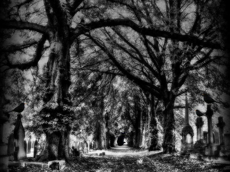 Black Cat in Cemetery