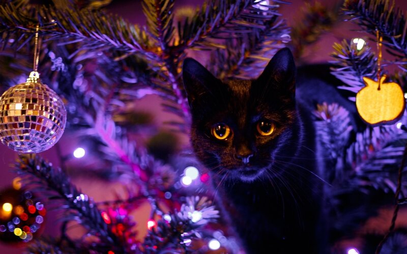 Black Cat in Christmas Tree — Purple