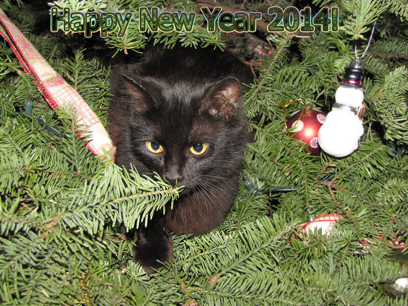 Black Cat in Christmas Tree