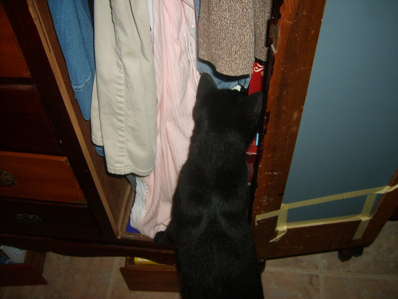Black Cat in Closet