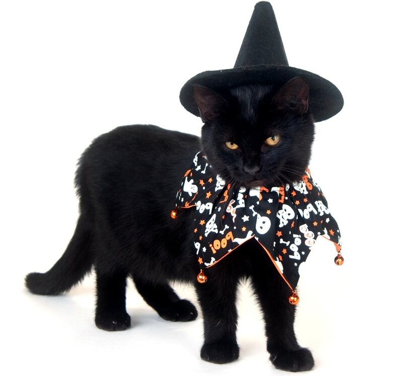 Black Cat in Costume — Playful