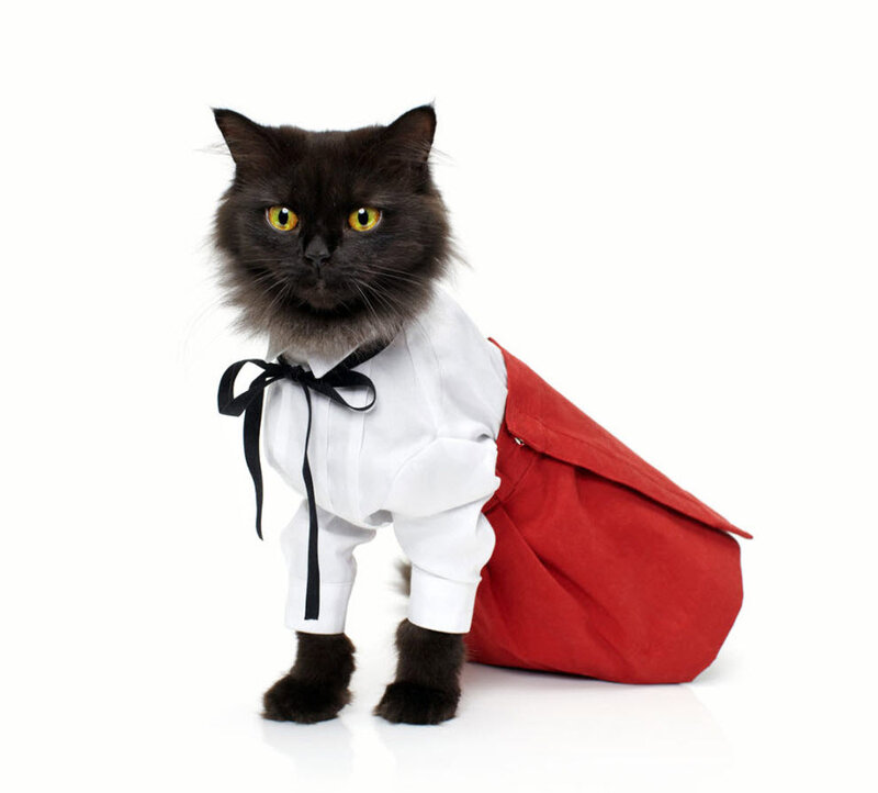 Black Cat in Costume