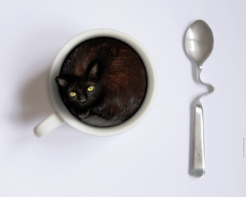 Black Cat in Cup