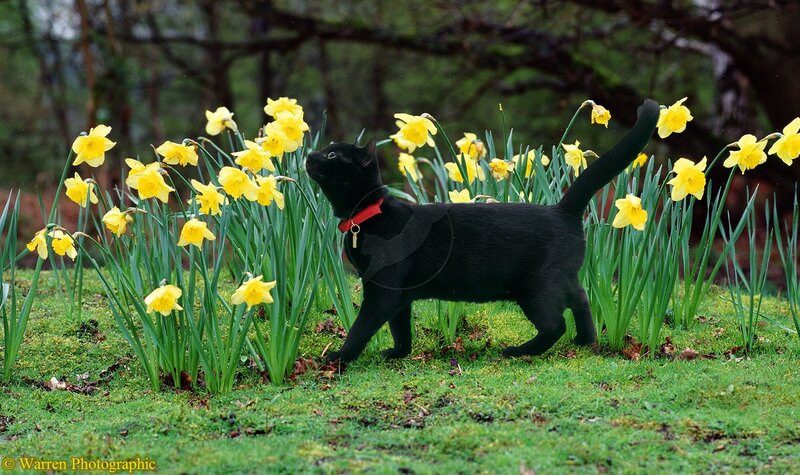 Black Cat in Daffodils