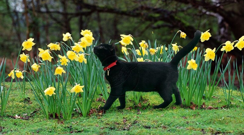 Black Cat in Daffodils — Yellow