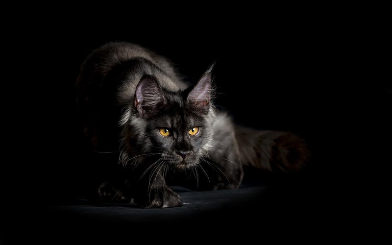 Black Cat in Dark — Dramatic, Night