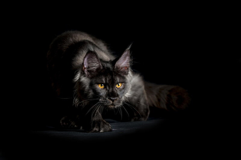 Black Cat in Dark — Dramatic