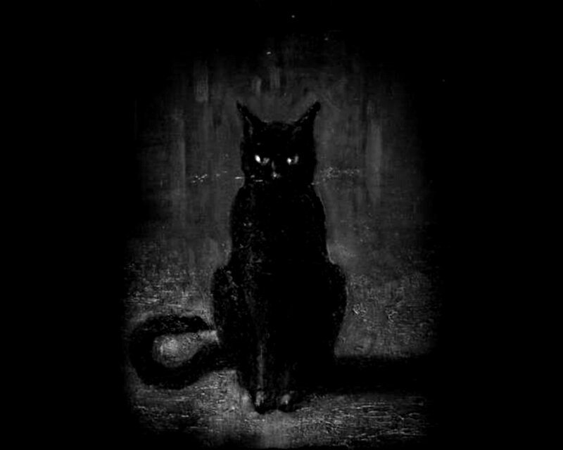Black Cat in Dark Room