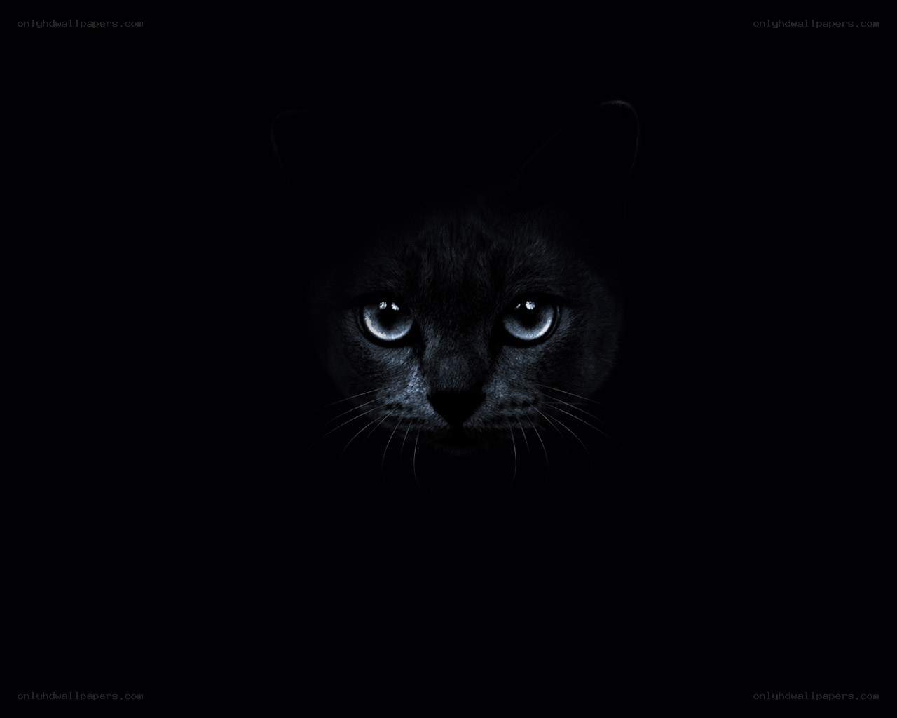 black cat in darkness