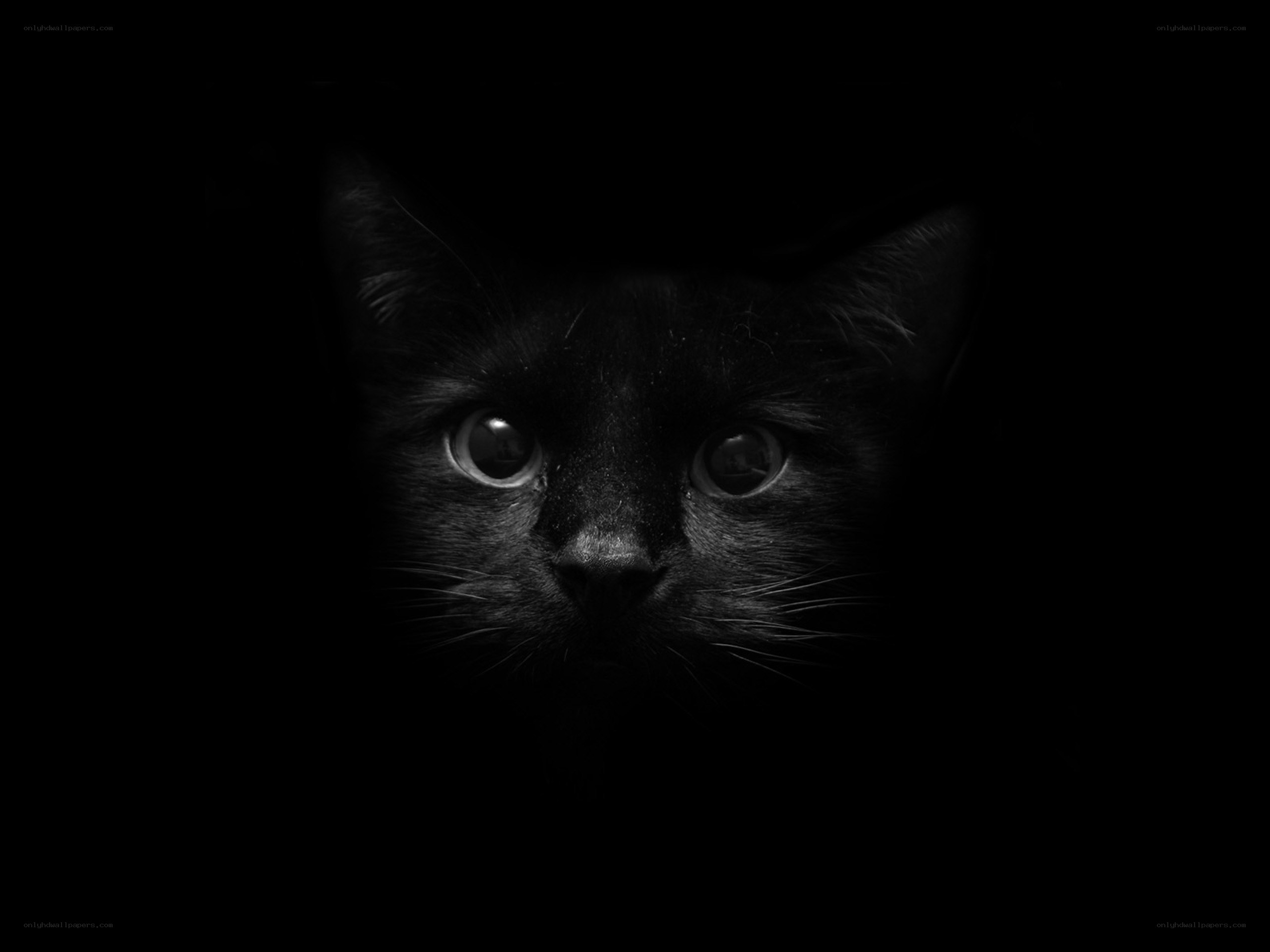 black cat in darkness